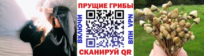 Псилоцибиновые грибы мицелий Астрахань